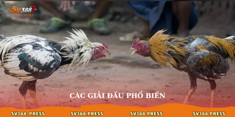 Các giải đấu phổ biến