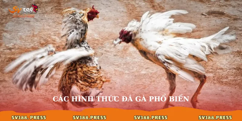 Các hình thức đá gà phổ biến