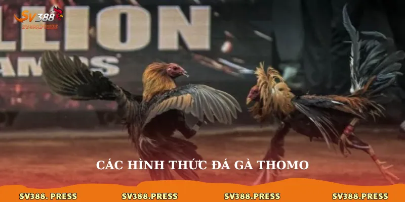 Các hình thức đá gà thomo