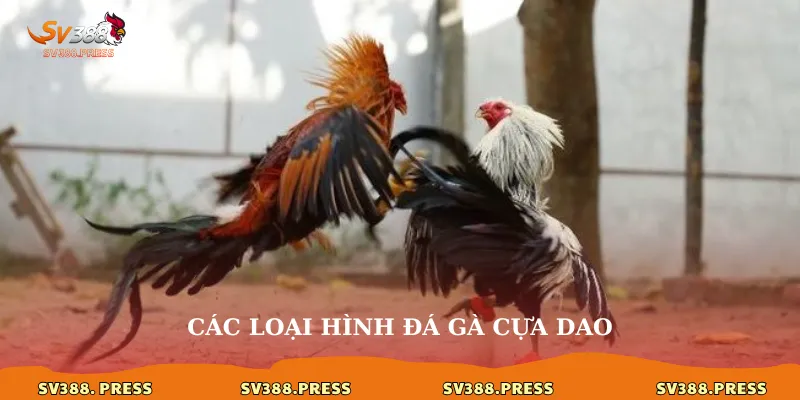 Các loại hình đá gà cựa dao
