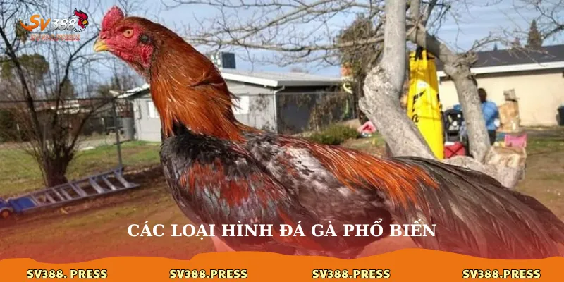 Các loại hình đá gà phổ biến