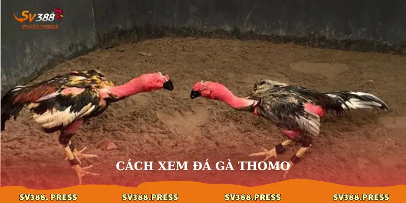 Cách xem đá gà thomo