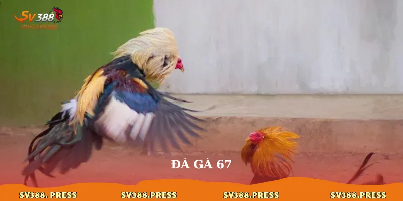 da ga 67
