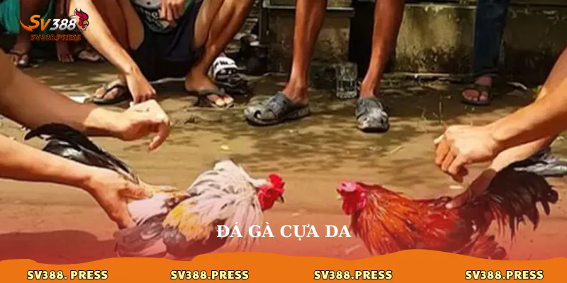 Đá gà cựa dao