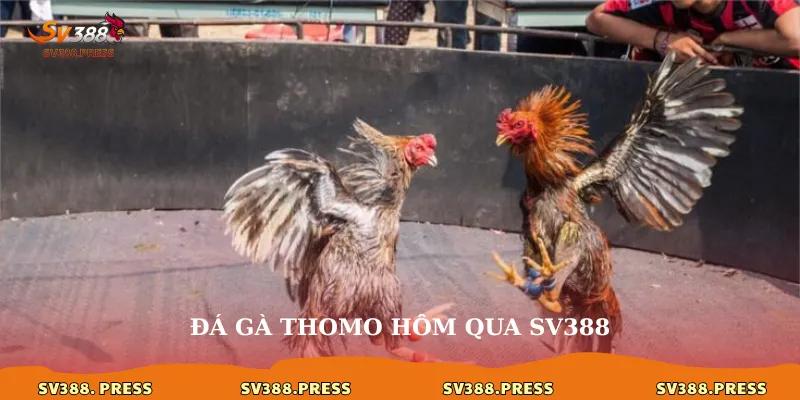 đá gà Thomo hôm qua