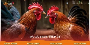 Đá gà trực tiếp C1