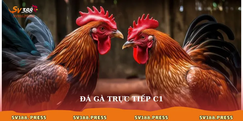 Đá Gà Trực Tiếp C1: Đỉnh Cao Của Những Trận Chiến Kê 1 Đá gà trực tiếp C1