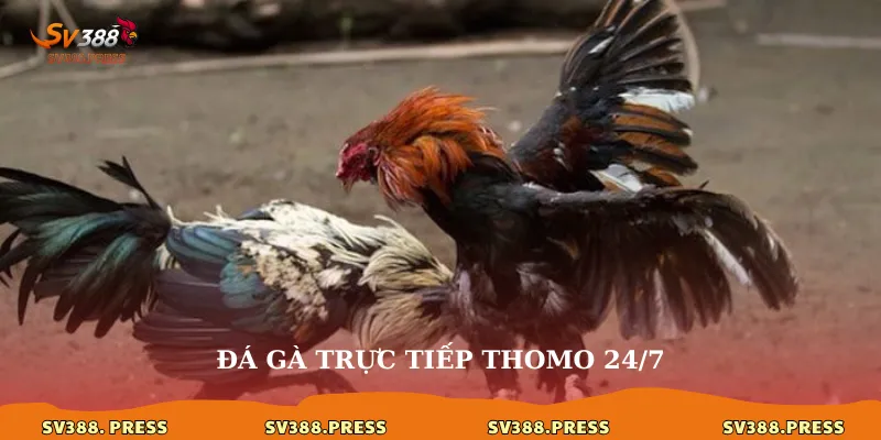 Đá gà trực tiếp thomo 24/7: Thỏa mãn đam mê không giới hạn 1 Đá gà trực tiếp Thomo 24/7