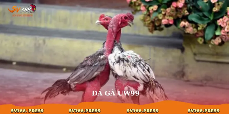 Đá gà uw99: Đấu trường kê chiến đỉnh cao, trải nghiệm xứng tầm 1 da-ga-uw99