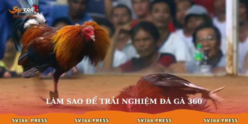 Đá gà 360: Đắm chìm vào mọi góc độ kê chiến đỉnh cao 4 Làm sao để trải nghiệm đá gà 360