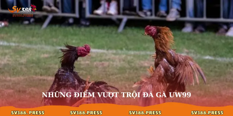 Đá gà uw99: Đấu trường kê chiến đỉnh cao, trải nghiệm xứng tầm 3 Những điểm vượt trội đá gà uw99