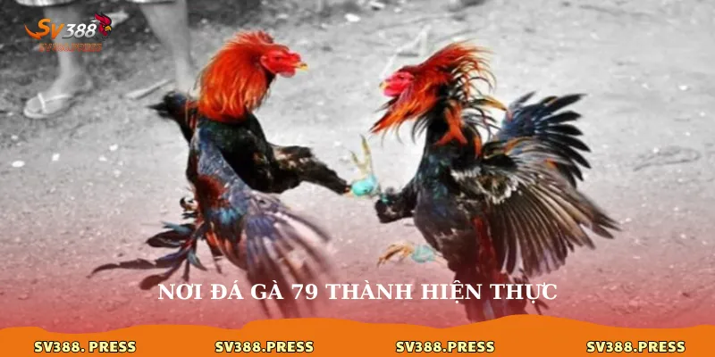 Nơi đá gà 79 thành hiện thực