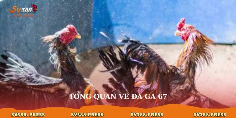 Tổng quan về đá gà 67