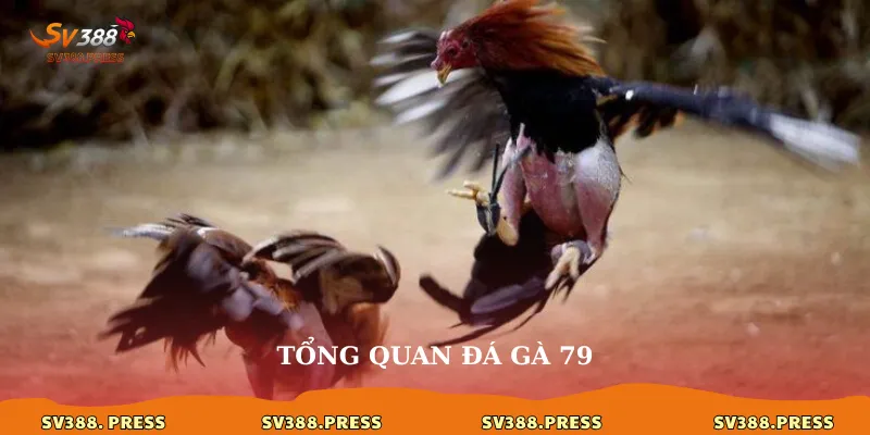 Tổng quan đá gà 79