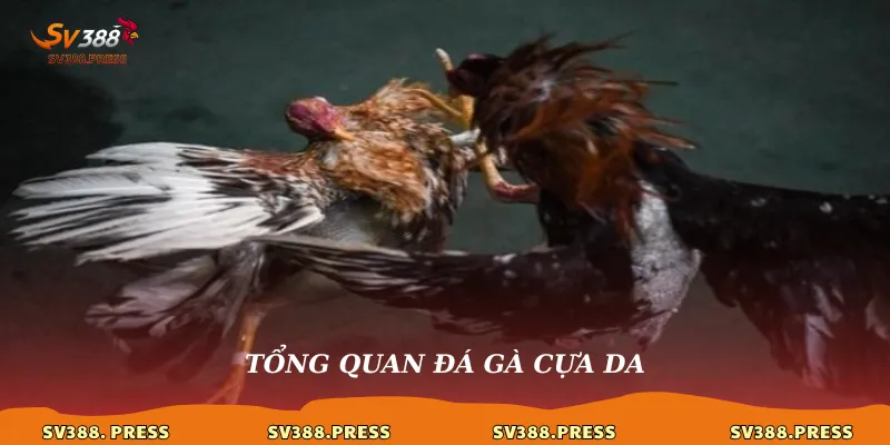 Tổng quan đá gà cựa dao