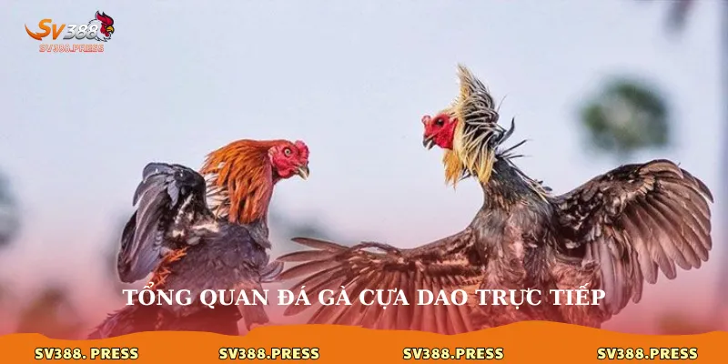 Tổng quan đá gà cựa dao trực tiếp