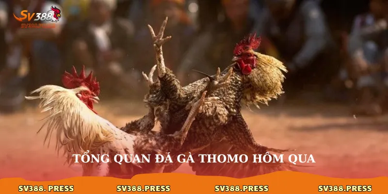Tổng quan đá gà thomo hôm qua
