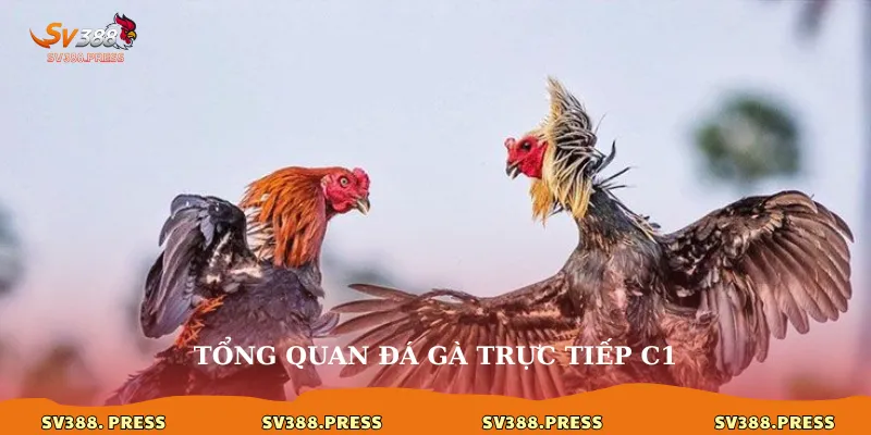 Tổng quan đá gà trực tiếp c1