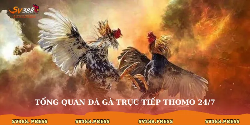 Tổng quan đá gà trực tiếp thomo 24/7