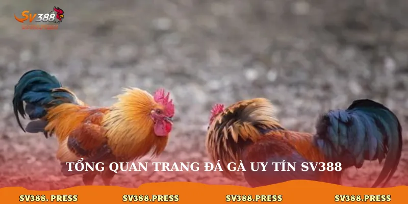 Tổng quan trang đá gà uy tín sv388