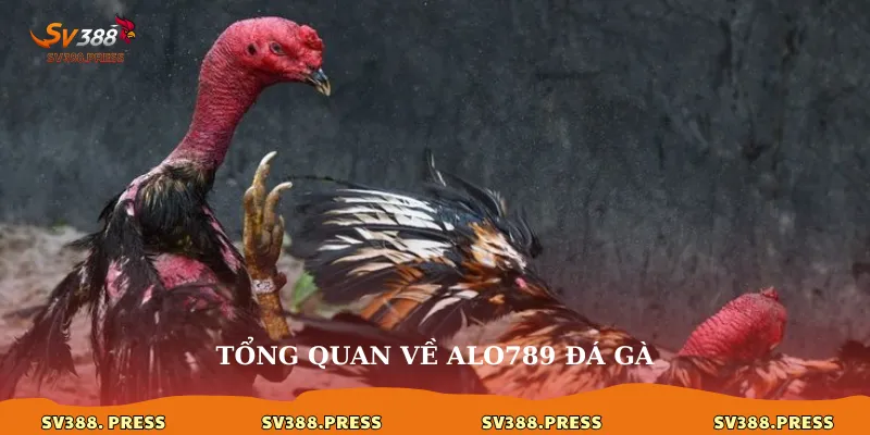 Tổng quan đá gà c3