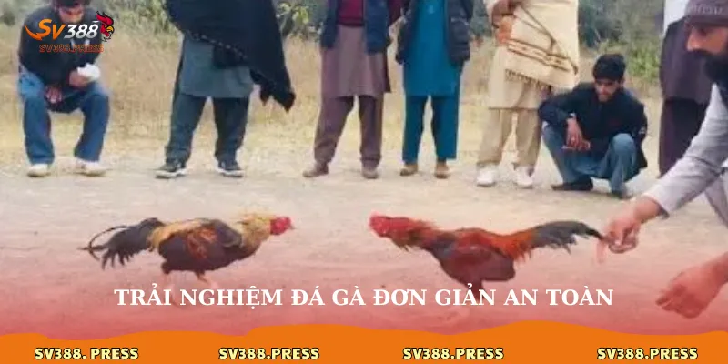 Trải nghiệm đá gà đơn giản an toàn