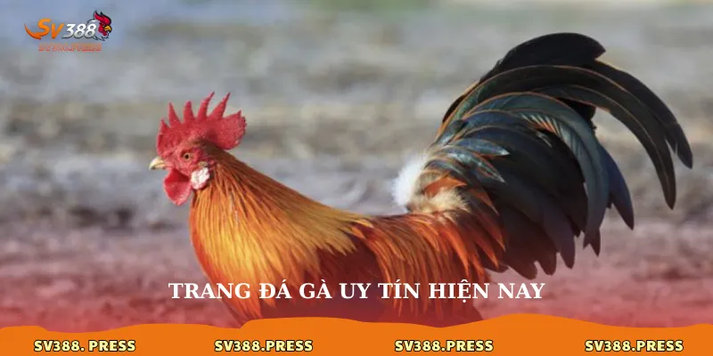 trang đá gà uy tín hiện nay